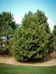 Сосна Чёрная (Pinus Nigra) купить по цене от 270.00р. в интернет-магазине «Посадика» с доставкой почтой в в Нефтегорске и по всей России – [изображение №1].