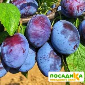 Слива Чачакская ранняя купить по цене от 229.00р. в интернет-магазине «Посадика» с доставкой почтой в в Нефтегорске и по всей России – [изображение №1].