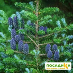 Пихта корейская (Abies koreana) купить по цене от 450.00р. в интернет-магазине «Посадика» с доставкой почтой в в Нефтегорске и по всей России – [изображение №1].