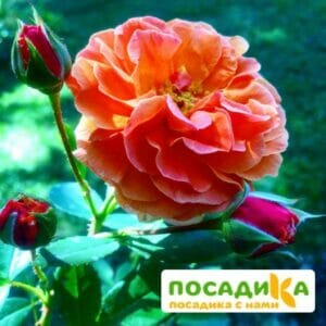 Роза Арабия купить по цене от 350.00р. в интернет-магазине «Посадика» с доставкой почтой в в Нефтегорске и по всей России – [изображение №1].