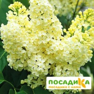 Сирень Примроуз (Primrose) купить по цене от 529.00р. в интернет-магазине «Посадика» с доставкой почтой в в Нефтегорске и по всей России – [изображение №1].