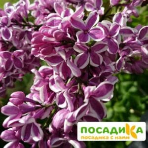 Сирень Сенсация купить по цене от 529.00р. в интернет-магазине «Посадика» с доставкой почтой в в Нефтегорске и по всей России – [изображение №1].