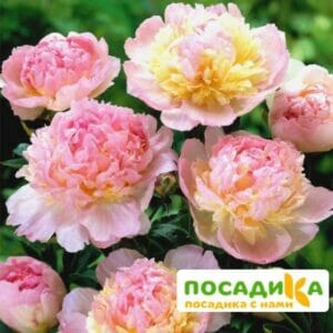 Пион Распберри Сандей (Paeonia Raspberry Sundae) купить по цене от 959р. в интернет-магазине «Посадика» с доставкой почтой в в Нефтегорске и по всей России – [изображение №1].