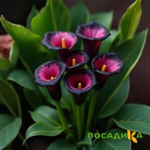 Калла Аура Лейс купить по цене от 400р. в интернет-магазине «Посадика» с доставкой почтой в в Нефтегорске и по всей России – [изображение №1].