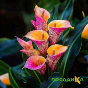 Калла Оникс купить по цене от 450р. в интернет-магазине «Посадика» с доставкой почтой в в Нефтегорске и по всей России – [изображение №1].