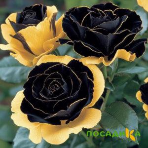 Роза Ханни Сикл купить по цене от 700р. в интернет-магазине «Посадика» с доставкой почтой в в Нефтегорске и по всей России – [изображение №1].
