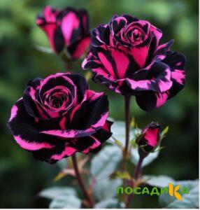 Роза Багровый Шепот купить по цене от 366р. в интернет-магазине «Посадика» с доставкой почтой в в Нефтегорске и по всей России – [изображение №1].