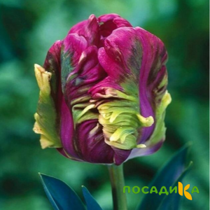 Тюльпан Экзотик Хэвен купить по цене от 186р. в интернет-магазине «Посадика» с доставкой почтой в в Нефтегорске и по всей России – [изображение №1].