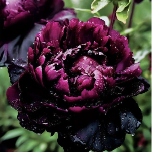 Пион Темный Сад купить по цене от 421р. в интернет-магазине «Посадика» с доставкой почтой в в Нефтегорске и по всей России – [изображение №1].