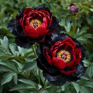 Пион Эбеновый Рубин купить по цене от 419р. в интернет-магазине «Посадика» с доставкой почтой в в Нефтегорске и по всей России – [изображение №1].